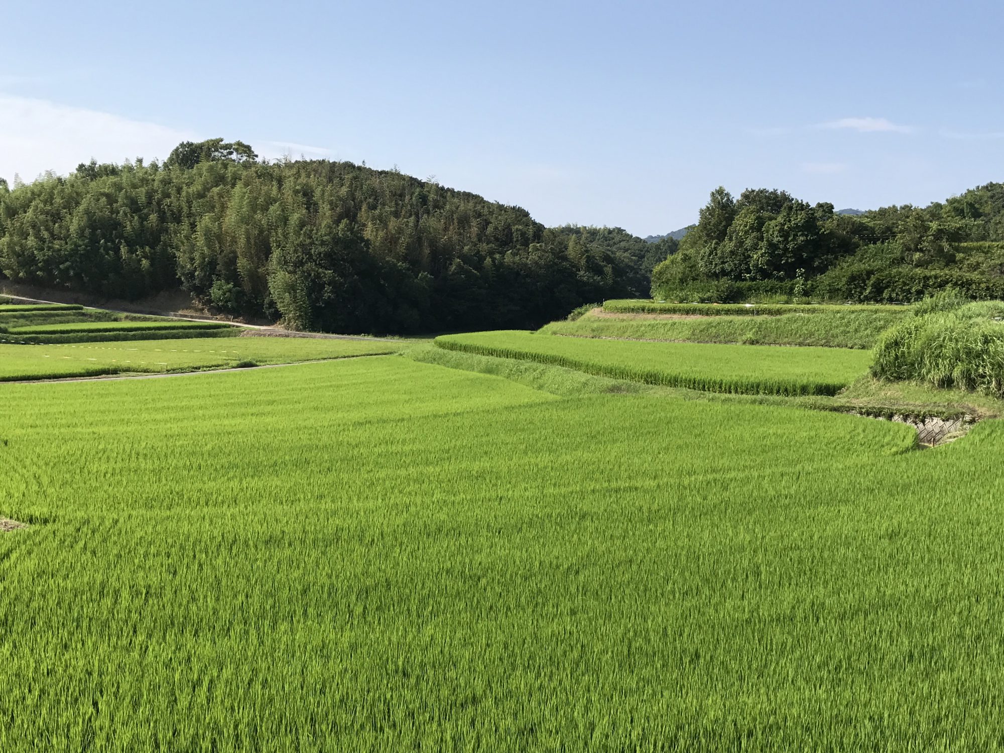 淡路島暮らしの生き物事情 | あわじ暮らし総合相談窓口 【淡路島